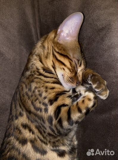 Бенгальская кошка в добрые руки