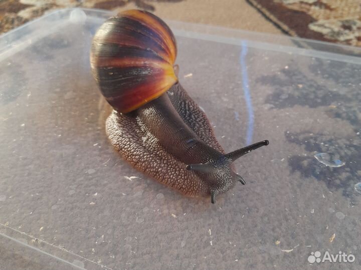 Улитки разных видов