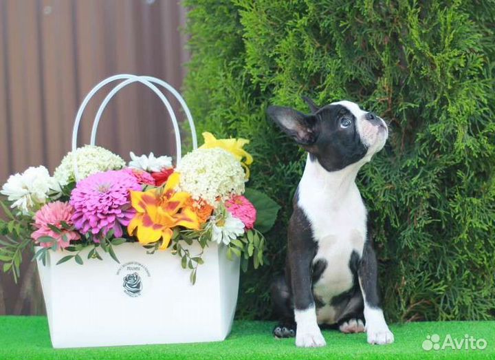 Бостон терьер