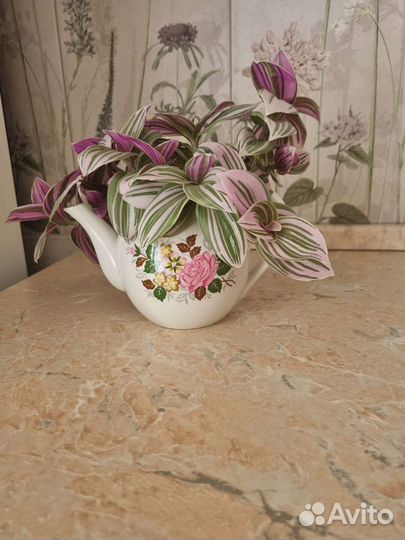 Гиппиаструм