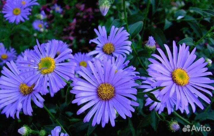 Ромашка многолетняя