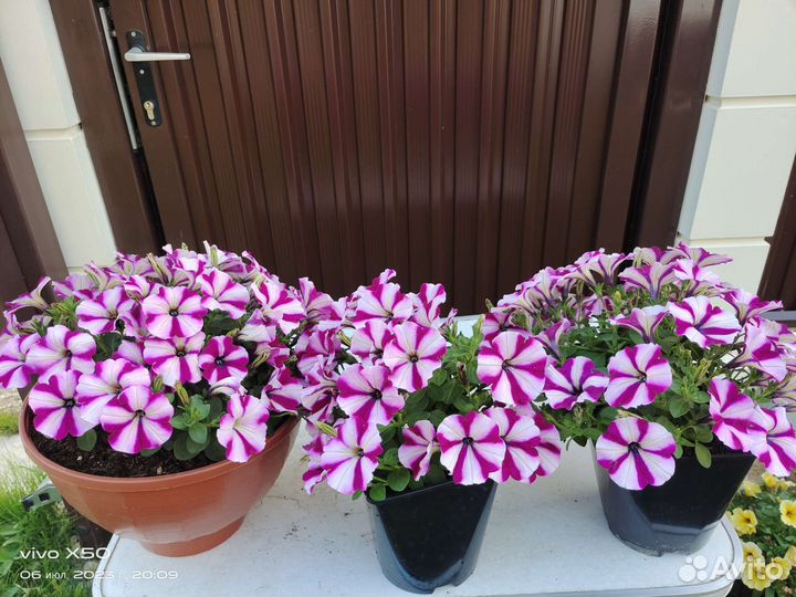 Вегетативные петунии и алиссум