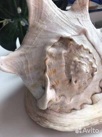 Ракушка раковина морская cassis