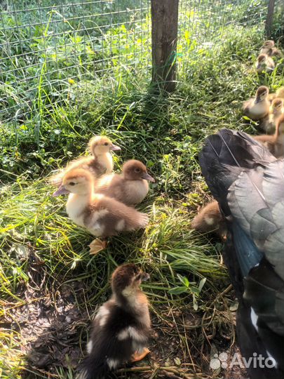 Утята индоутки