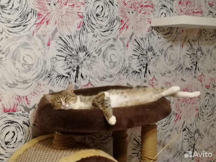 Котик ищет дом