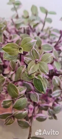 Коллизия розовая пантера