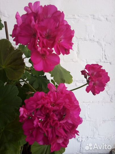 Герань пеларгония