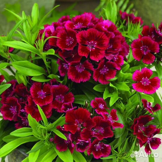 Рассада цветов