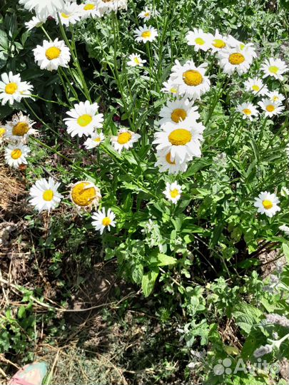 Многолетние садовые цветы