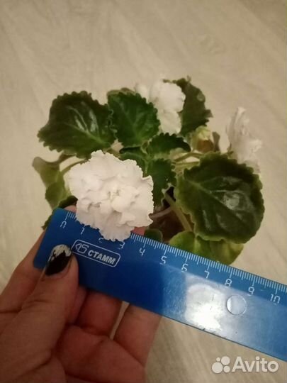 Фиалка белая махровая