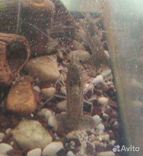 Мраморный рак