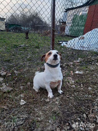 Джек Рассел терьер