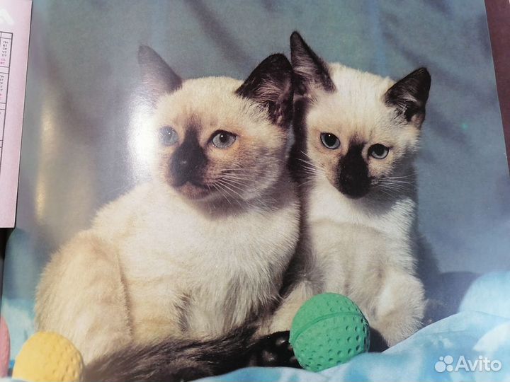 Книги о кошках