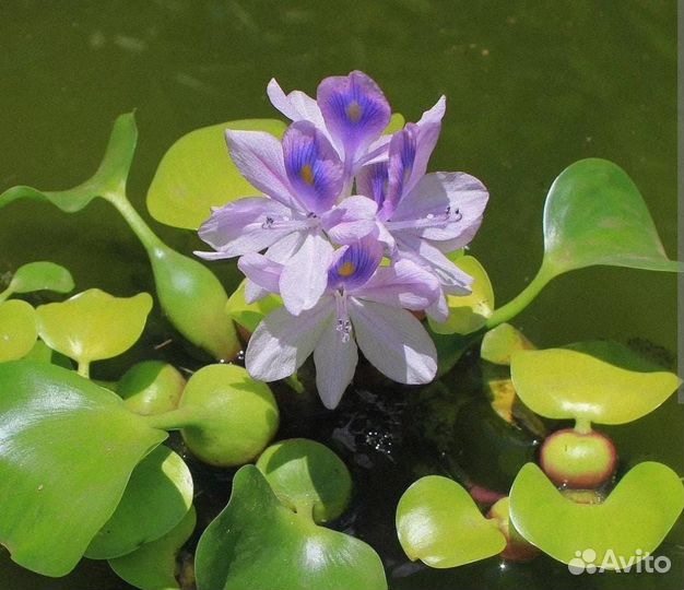 Эйхорния водный гиацинт
