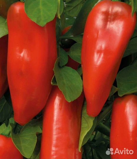 Семена сладких перцев