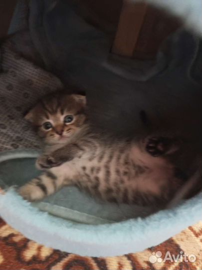 Шотландская