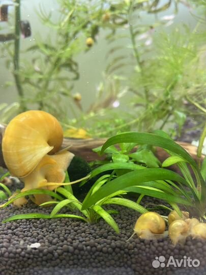 Улитка ампулярия