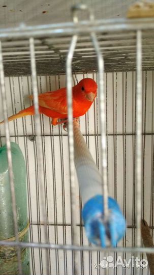 Канарейки певчие