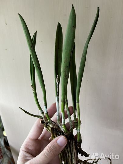 Орхидея brassavola nodosa