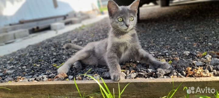 Котята и котик