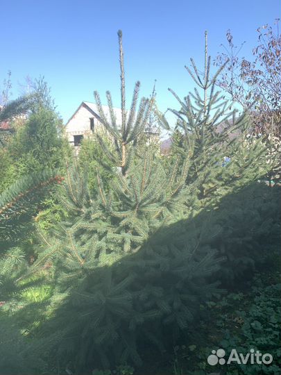 Ель энгельмана