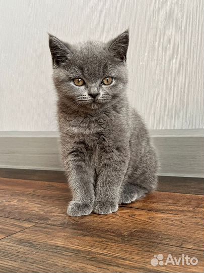 Британские котята с документами