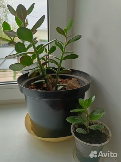 Денежное дерево (толстянка)