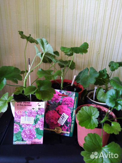 Комнатные цветы в горшках и черенками