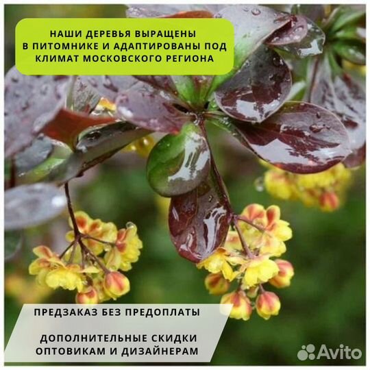 Живая изгородь Барбарис оттaвcкий 'Superba'