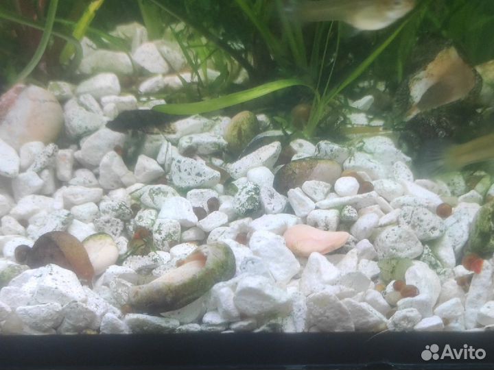 Рыбки гуппи бесплатно