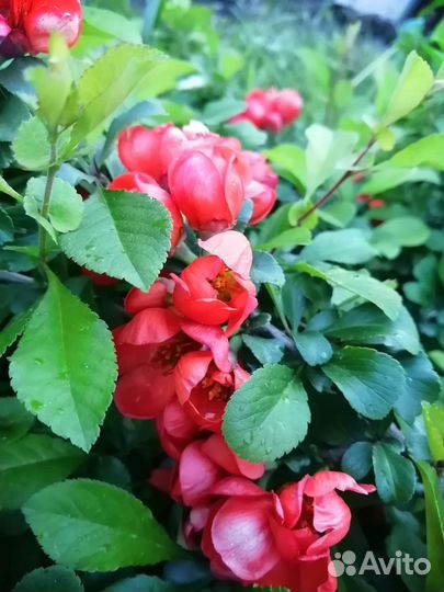 Айва японская саженцы 50 см