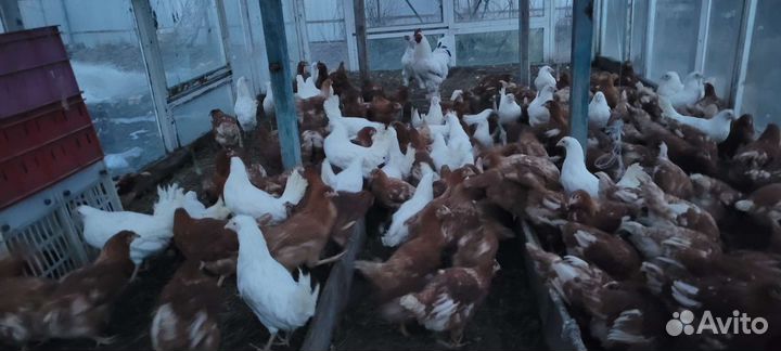 Куры,молодки несушки