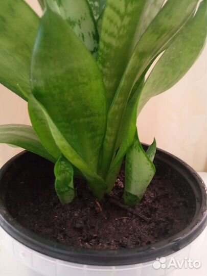 Сансевиерия (щучий хвост) с детками