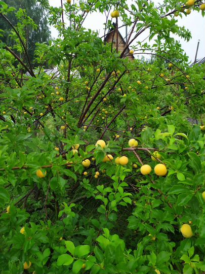 Участок 10 сот. (СНТ, ДНП)