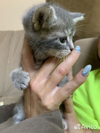 Котенок девочка