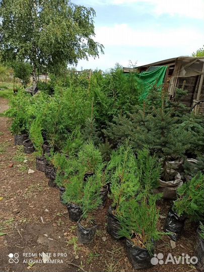 Саженцы туя