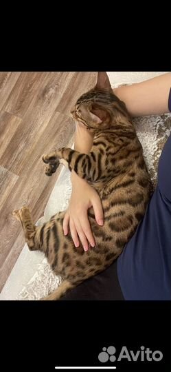 Бенгальский кот в добрые руки