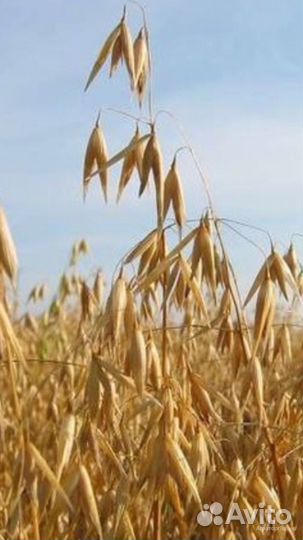 Овес урожай 2023