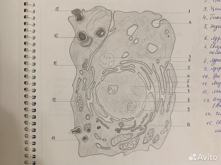 Напишу конспекты, лекции, нарисую рисунки, за вас