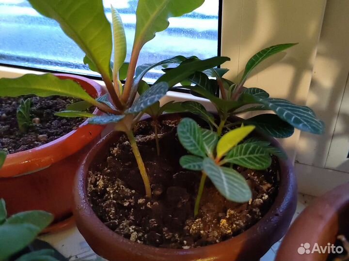 Молочай беложильчатый