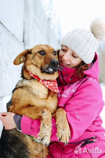 Собака Забава