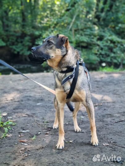 Маленький пёс из приюта