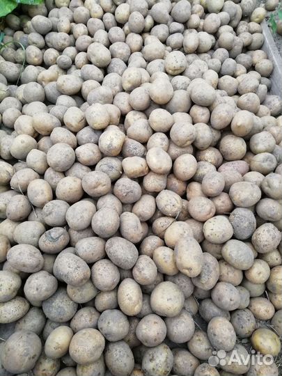 Картофель мелкий на корм скоту