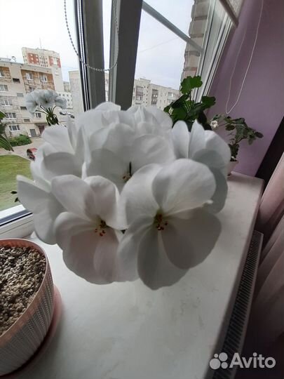 Пеларгония альбинос и лососевая