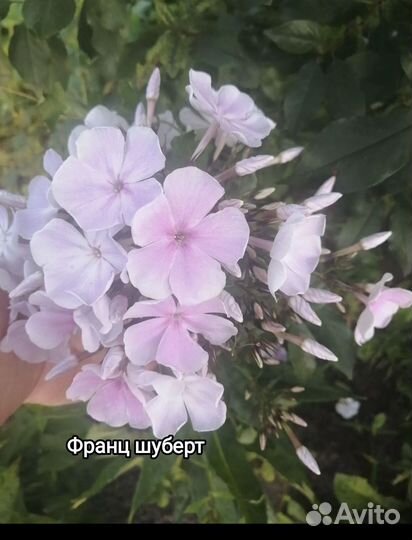 Растения из сада