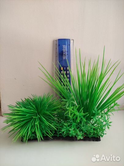 Растения для аквариума