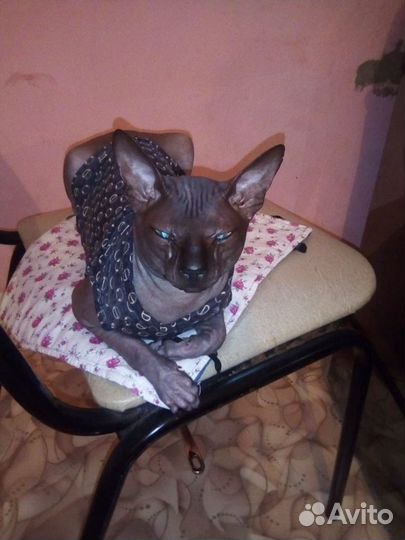 Канадский сфинкс