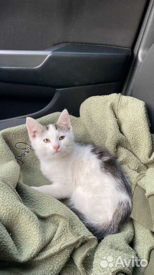 Малыши в семью