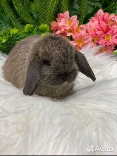 Карликовый кролик декоративный