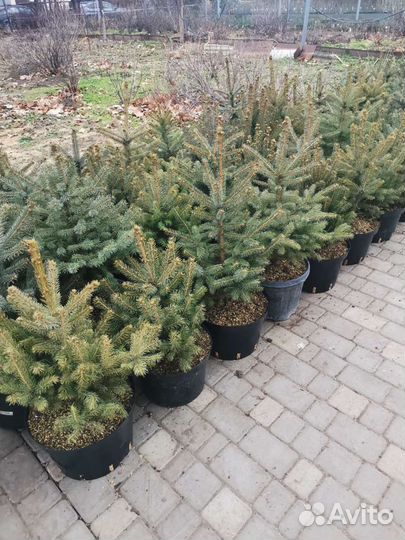 Разнорабочий